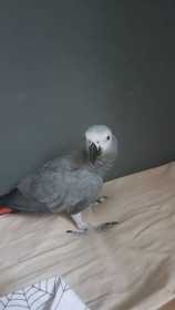 Lost African Grey