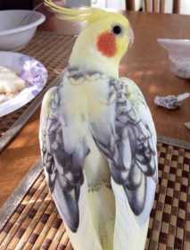 Lost Cockatiel