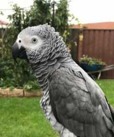 Lost African Grey