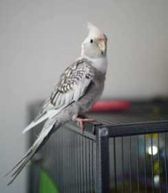 Lost Cockatiel