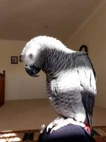 Lost African Grey