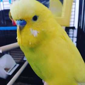 Lost Budgerigar