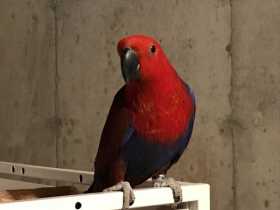 Lost Eclectus