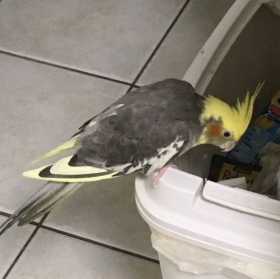 Lost Cockatiel