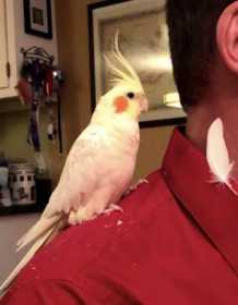 Lost Cockatiel