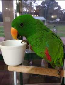 Lost Eclectus