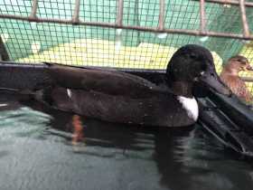 Lost Duck