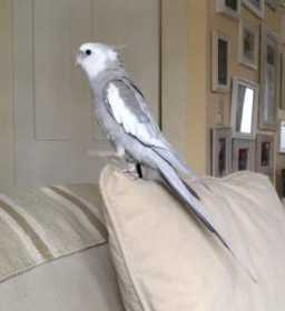 Lost Cockatiel