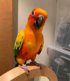 Lost Conure