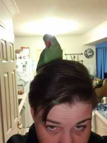 Lost Indian Ringneck Parakeet