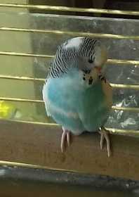 Lost Budgerigar