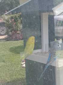 Lost Budgerigar