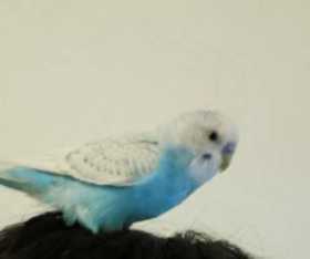 Lost Budgerigar