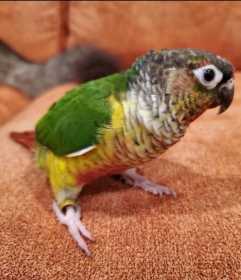 Lost Conure