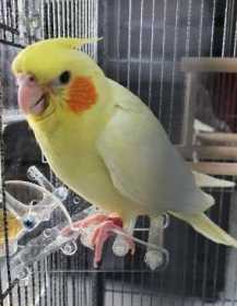 Lost Cockatiel