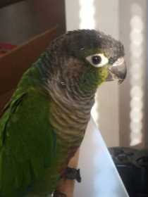 Lost Conure