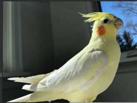 Lost Cockatiel