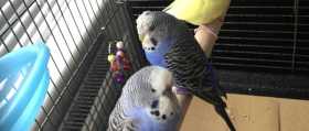 Lost Budgerigar