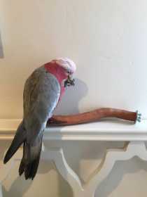 Lost Galah Cockatoo