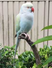 Lost Indian Ringneck Parakeet