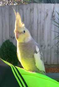 Lost Cockatiel