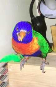 Lost Lory / Lorikeet