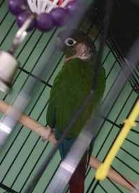 Lost Conure