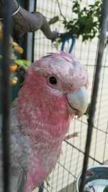 Lost Galah Cockatoo