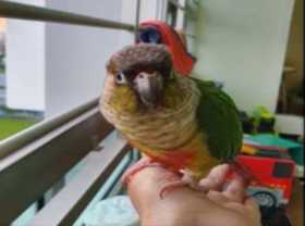 Lost Conure