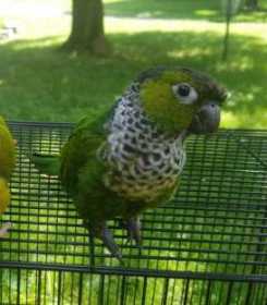 Lost Conure