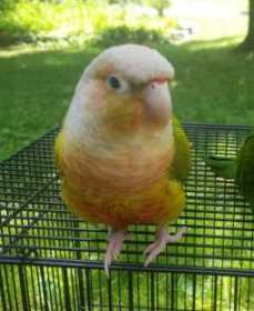 Lost Conure