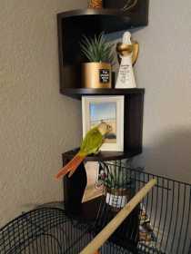 Lost Conure