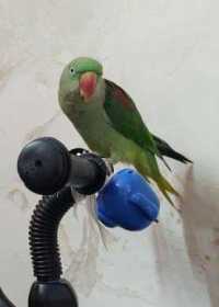Lost Indian Ringneck Parakeet