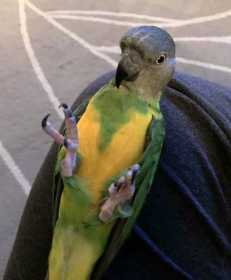 Lost Senegal
