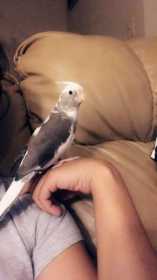 Lost Cockatiel