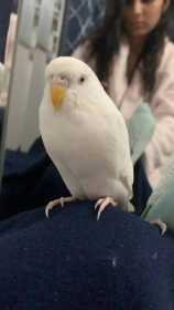 Lost Budgerigar