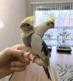 Lost Cockatiel