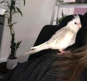 Lost Cockatiel