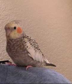 Lost Cockatiel