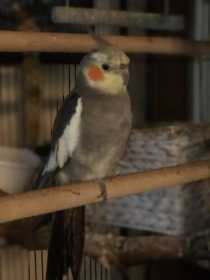 Lost Cockatiel