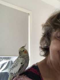 Lost Cockatiel