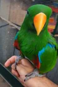 Lost Eclectus