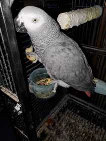 Lost African Grey