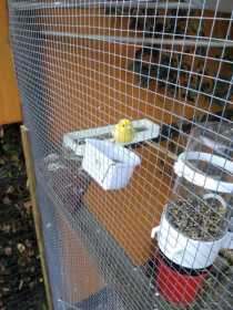 Lost Canary