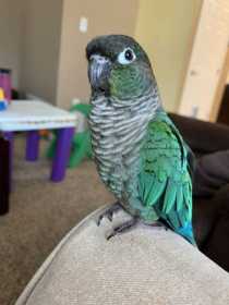 Lost Conure