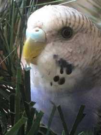 Lost Budgerigar