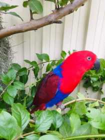 Lost Eclectus