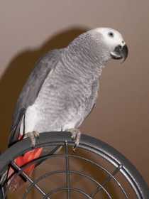 Lost African Grey