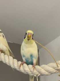 Lost Budgerigar