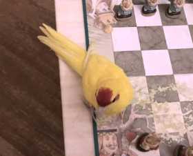 Lost Australian Ringneck Parakeet